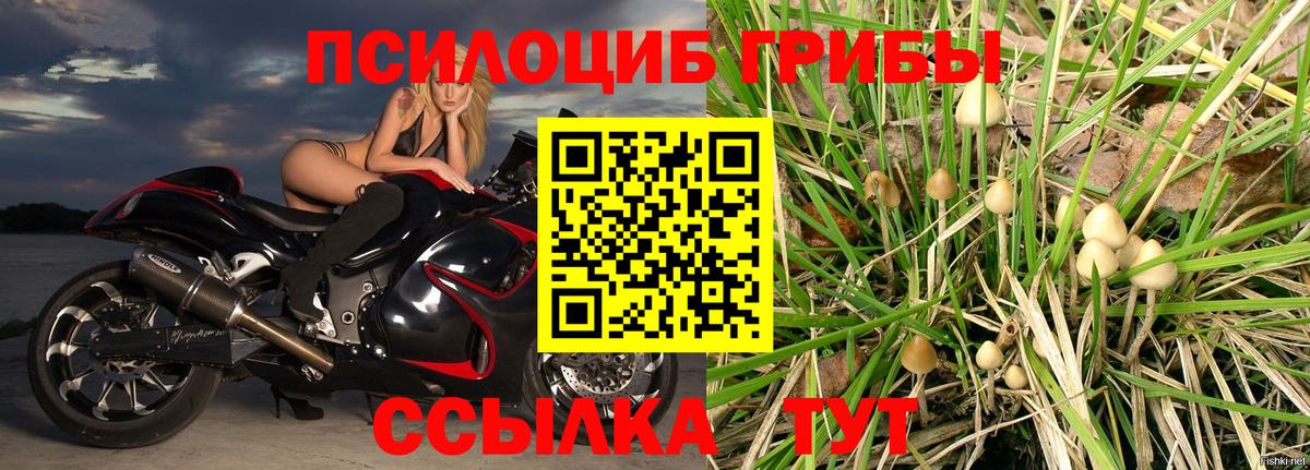 Нижний Тагил  Галлюциногенные грибы Psilocybe  Вход с VPN 